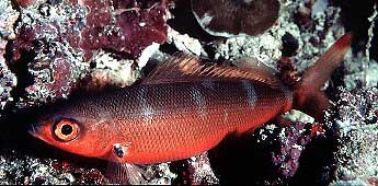 Red Eyed Fusilier Fish (Unique) - Violet Aquarium