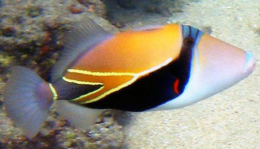 Rectangle Triggerfish - Violet Sea Fish and Coral