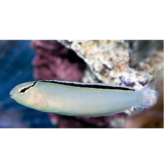 Smith's Blenny - Violet Aquarium