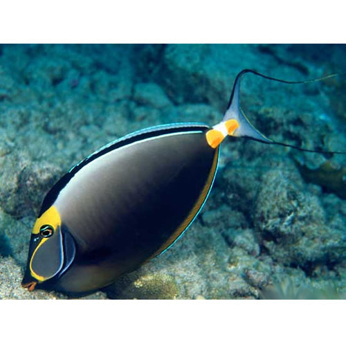 Naso Tang Fish Show Size with Long Streamers Male (Hawaii) - Violet Aquarium