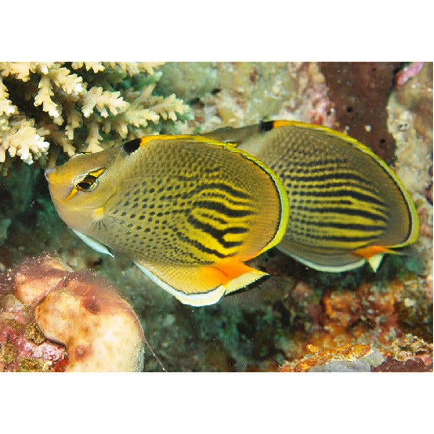 Punctato Butterflyfish - Violet Aquarium