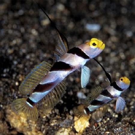 Yellow Nose Shrimp Goby - Violet Sea Fish and Coral