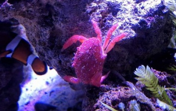 Strawberry Crab