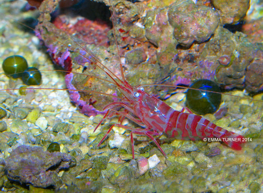 Kuekenthali Cleaner Shrimp