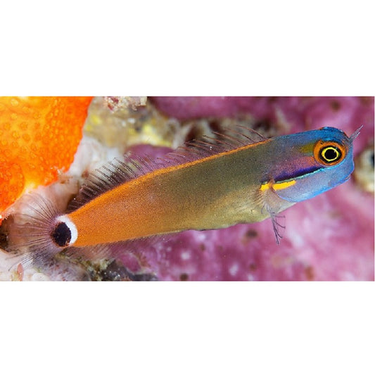 Tailspot Blenny - Violet Aquarium