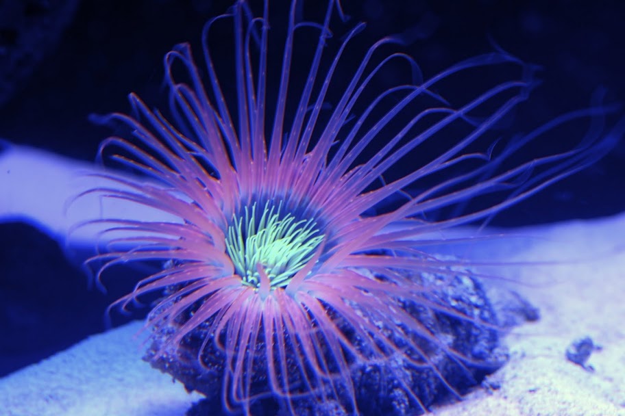 Tube Anemone - Violet Sea Fish and Coral