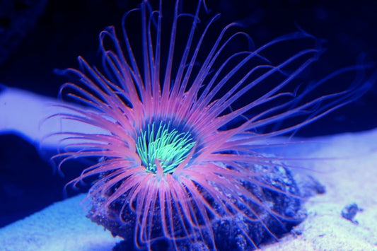 Tube Anemone - Violet Sea Fish and Coral