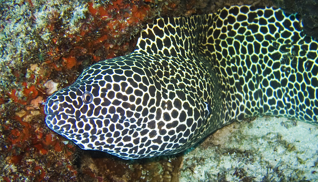 Tessellata Eel Size: XL 16