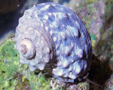 Turbo Snail - Violet Aquarium