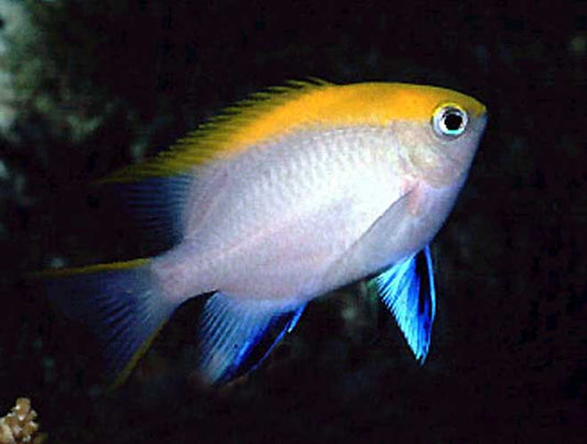 Blue Fin Damselfish - Violet Sea Fish and Coral