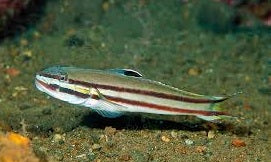 Railway Sleeper Goby - Violet Sea Fish and Coral
