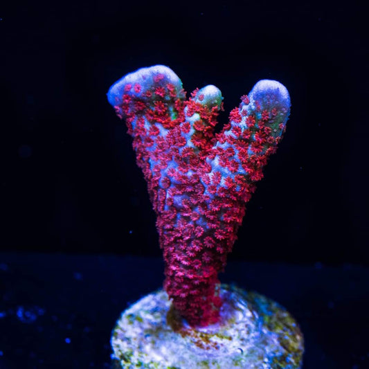 WWC Bubblegum Digitata Coral - Violet Sea Fish and Coral