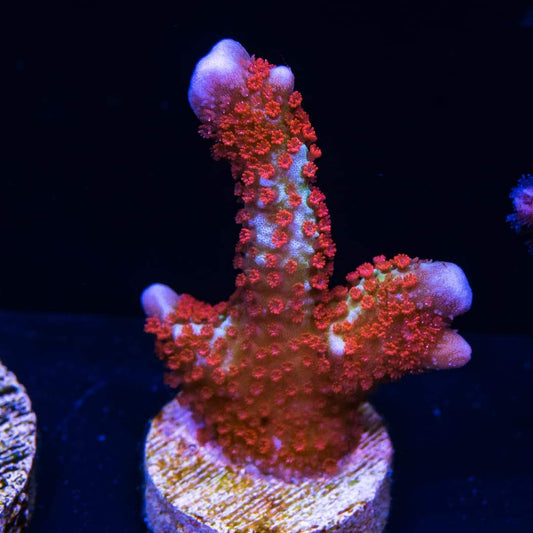 WWC Forest Fire Digitata Coral - Violet Sea Fish and Coral