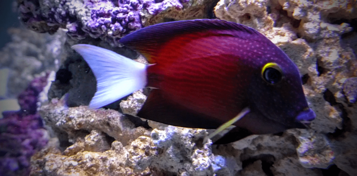 White Tail Bristletooth Tang - Violet Aquarium