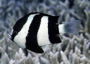 Three Stripe Damselfish - Violet Sea Fish and Coral