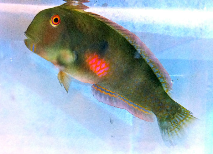 Red Razor Fish Peacock Razer Wrasse (Very Rare) Size: M 2