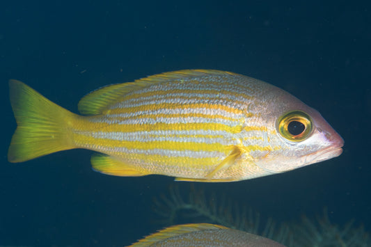 Big Yellow Snapper Size: ML 4" to 5"