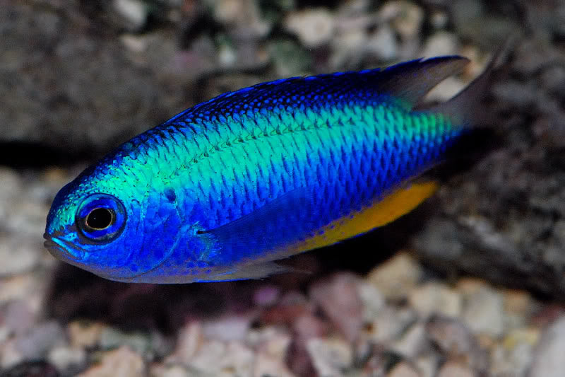 Allen's Damselfish - Violet Sea Fish and Coral