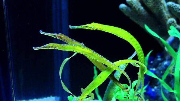 Alligator Pipefish - Violet Aquarium