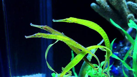 Alligator Pipefish - Violet Aquarium