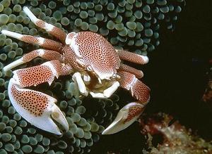 Anemone Crab - Violet Aquarium