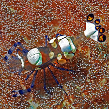 White Spot Anemone Shrimp - Violet Sea Fish and Coral