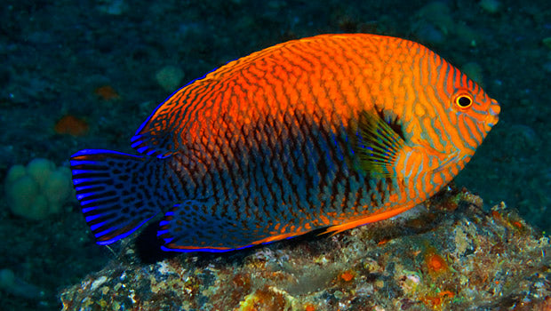 Potter's Angelfish - Violet Aquarium