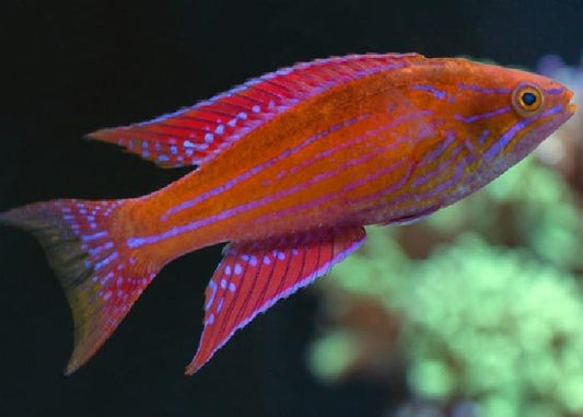 Angular Flasher Wrasse - Violet Sea Fish and Coral