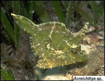 Aiptasia Eating Filefish - Violet Aquarium