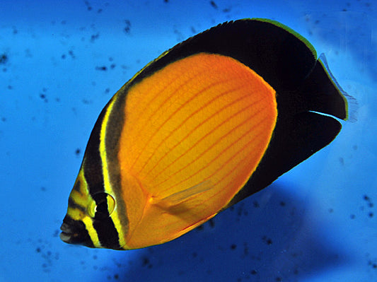 Oman Special Grade Arabian Butterflyfish (Red Sea) Size:  XL 5" to 6"