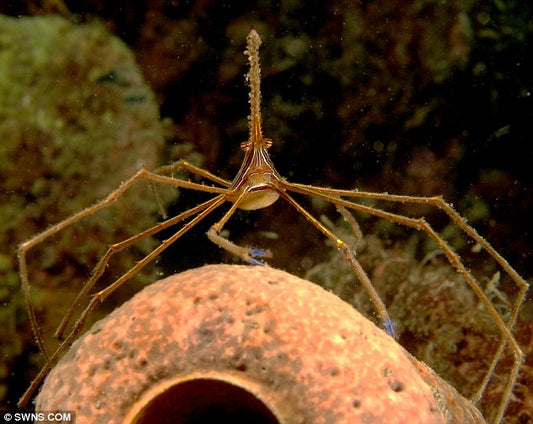 Arrow Crab