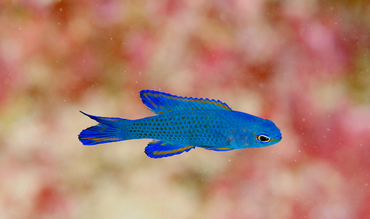 Blue Assessor Basslet - Violet Sea Fish and Coral