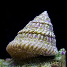 Astrea Snail - Violet Aquarium
