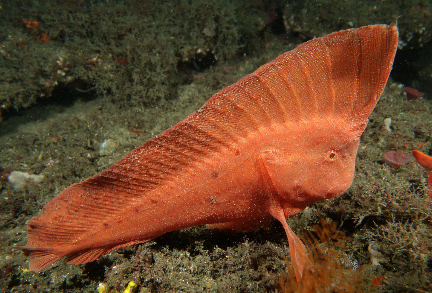 Whiskered Prowfish Red Size: M 2" to 3"