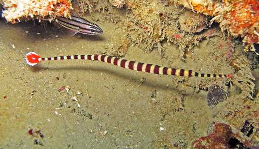 Banded Pipefish - Violet Aquarium