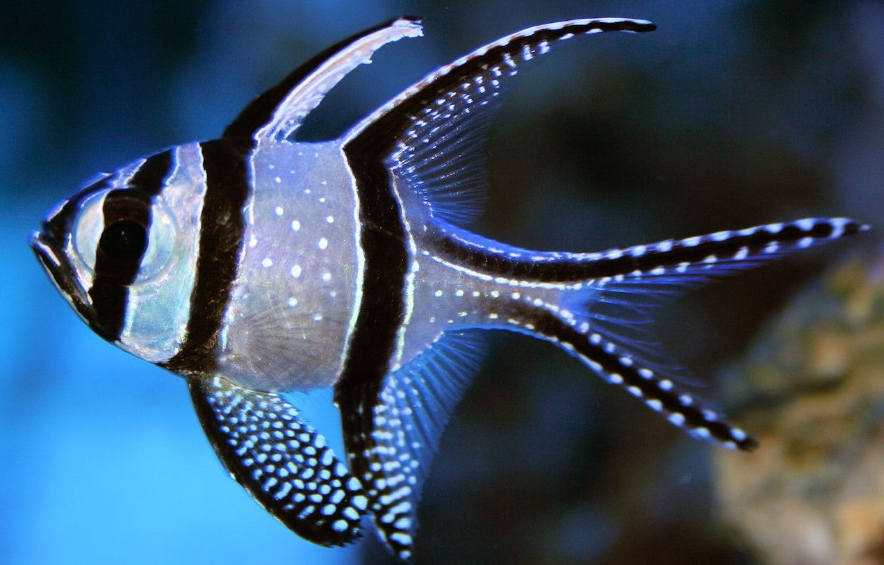 Bangaii Cardinal Fish - Violet Aquarium