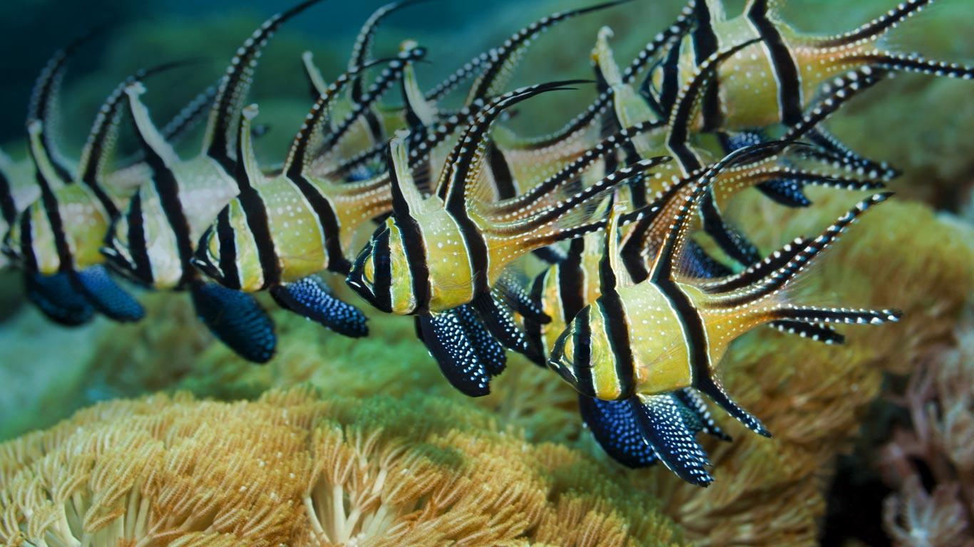 Bangaii Cardinal Fish - Violet Aquarium