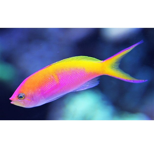 Bartlett's Anthias - Violet Aquarium