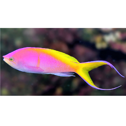 Bartlett's Anthias - Violet Aquarium