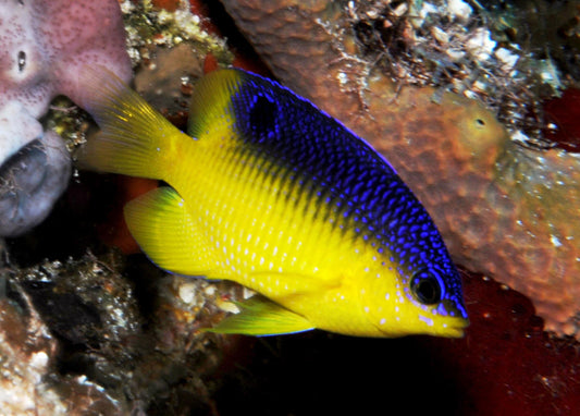 Beau Gregory Damselfish - Violet Sea Fish and Coral