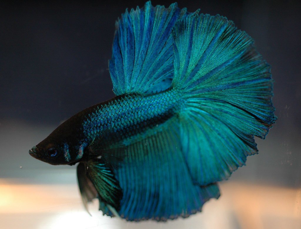 Fancy Betta Fish