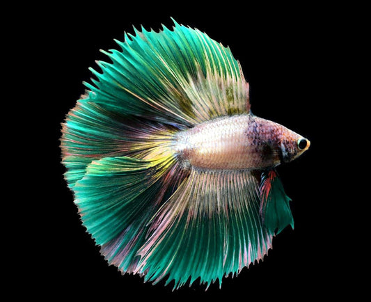 Fancy Betta Fish