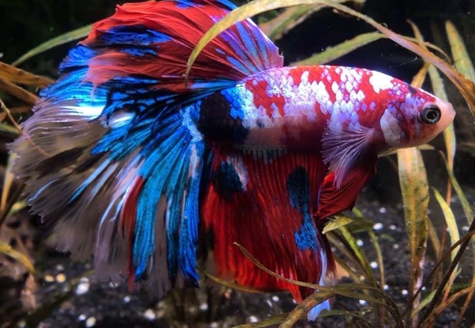 Fancy Betta Fish