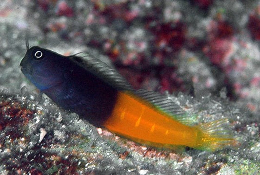 Bicolor Blenny - Violet Aquarium