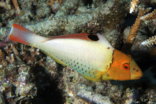 Bicolor Parrotfish - Violet Sea Fish and Coral