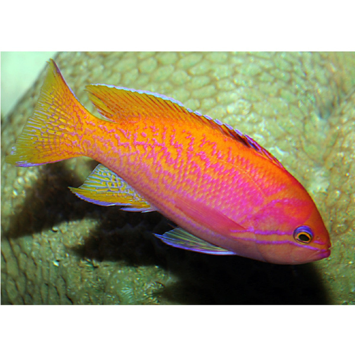 Bimaculatus Anthias - Violet Aquarium