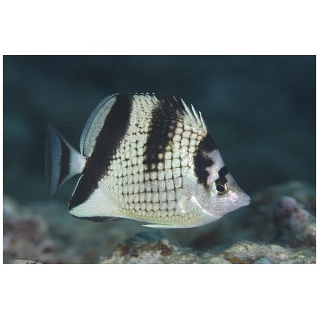 Black Pearlscale Butterflyfish - Violet Sea Fish and Coral