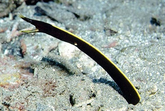 Black Ribbon Eel - Violet Sea Fish and Coral