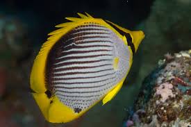 Blackback Butterflyfish - Violet Sea Fish and Coral