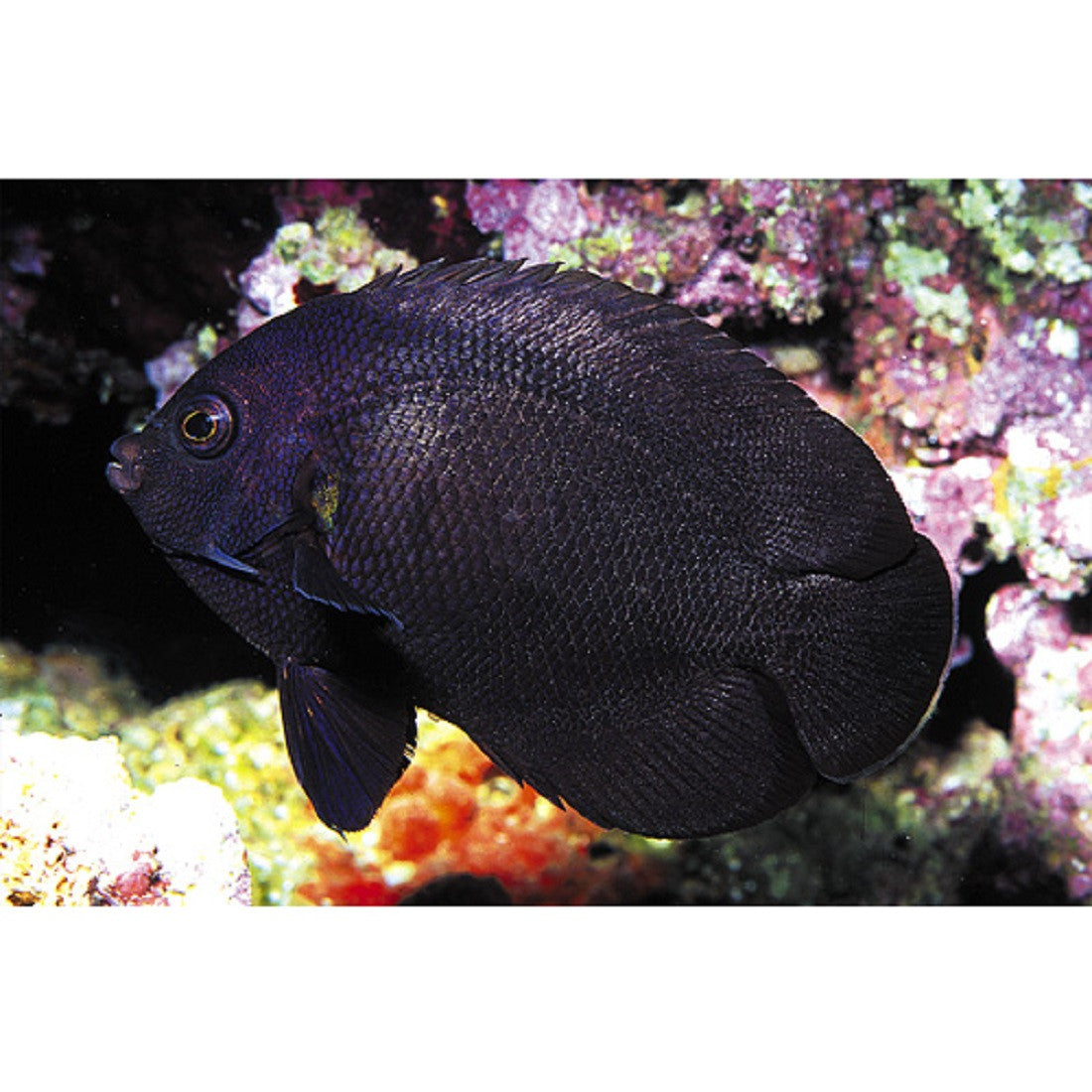 Midnight Angelfish - Violet Aquarium